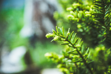 Taxus baccata (Yaw tree) bush in the garden. Selective focus. 