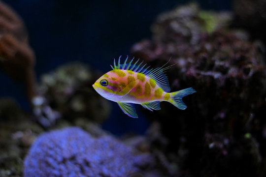 Borbonius Anthias in coral reef aquarium tank