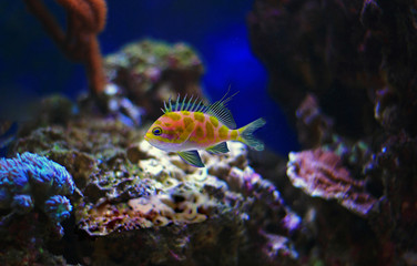 Fototapeta na wymiar Borbonius Anthias in coral reef aquarium tank