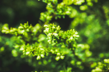 Taxus baccata (Yaw tree) bush in the garden. Selective focus. 