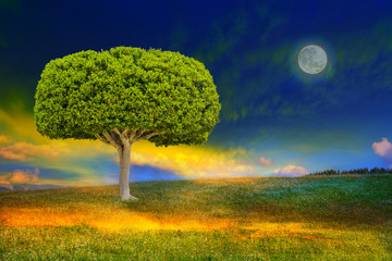 Exotic green tree on meadow full of flowers against dramatic colorful sky at sunset