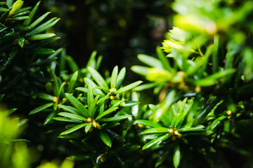 Taxus baccata (Yaw tree) bush in the garden. Selective focus. 