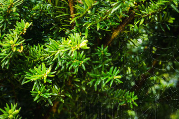 Taxus baccata (Yaw tree) bush in the garden. Selective focus. 
