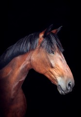 Obraz premium Koń na czarnym tle