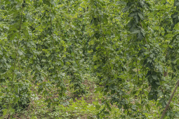 Green hop garden in north Bohemia
