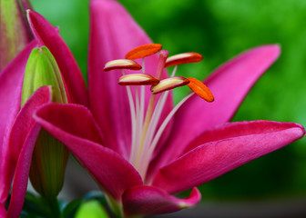 Close-up of Lilium Dauricum