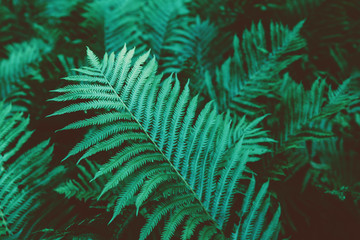 Closeup macro of fern green bush leaves and branches toned with retro vintage filters. Textured natural green background. Hipster style wallpaper.