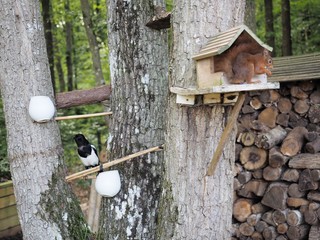 Squirrel house in a tree