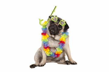 cute smart pug puppy dog sitting down wearing hawaiian flower garland and green goggles and snorkel, isolated on white background