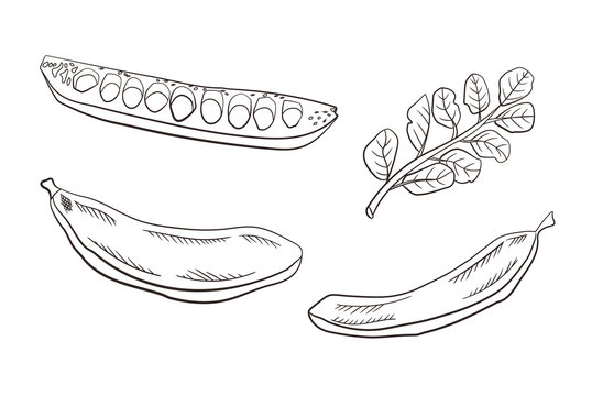 Vector Carob Pods and Leaves, Engraved Drawing Illustration Isolated on White Background, Caffeine Free Product.