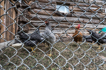 Chickens behind the fence of the coop