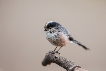 Long-tailed tit (Aegithalos caudatus), Andalusia, Spain