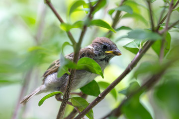 Young sparrow bird holding on tree branch