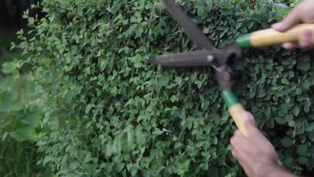 Male gardener pruning a bushes in the garden with scissors.