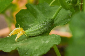 Baby cucumber flowering in vegetable garden