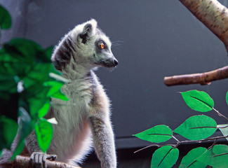 Madagascan Lemur resting on a branch with a natural shadowy baqckground