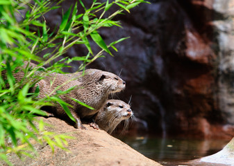 Long Clawed Otters next to a pool of water