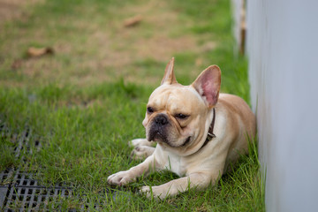 Cute baby french bulldog pet is playing in the field.