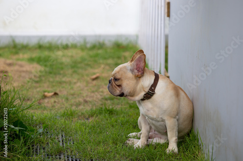 Cute Baby French Bulldog Pet Is Playing In The Field Stock Photo