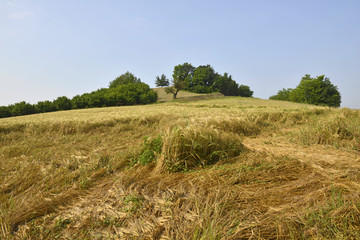 Collina con alberi.