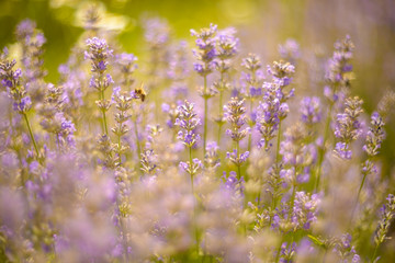 Lavender bushes closeup on sunset. Lavender field closeup. Blooming lavender.Sunset gleam over purple flowers of lavender. 