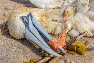 dead northern gannet with plastic fishing net wrapped around its beak, washed ashore on Kijkduin...