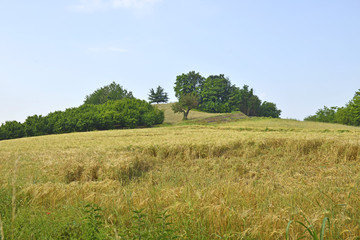 Fototapeta premium Collina con alberi.