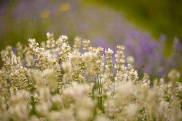 Lavender bushes closeup on sunset. Lavender field closeup. Blooming lavender.Sunset gleam over purple flowers of lavender. 
