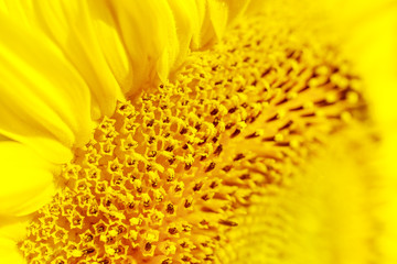 Yellow toned sunflower wallpaper.