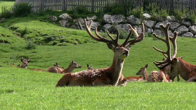 Rotwild in den Bergen
