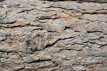 Wood Pattern Natural Trunk Texture Bark