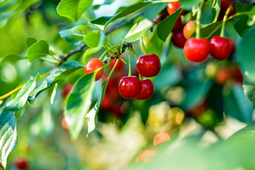 Branches of cherry trees with ripe appetizing cherries during harvesting. Close-up.