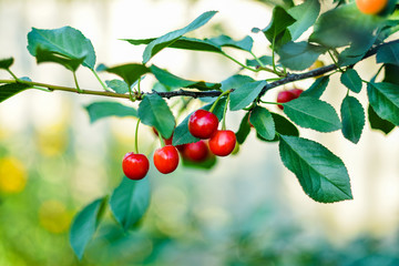 close-up of ripe sweet cherries on a tree in the garden