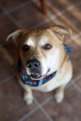 Brown Mixed Breed Dog Sitting on Floor Looking on Camera