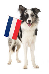 Border Collie mit französischer Flagge