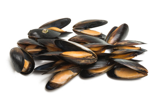 mussels isolated
