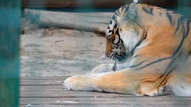 Panthera tigris tigris, Siberian tiger, Amur tiger