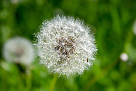 Fototapeta Fluffy white dandelion on a green meadow with fresh grass