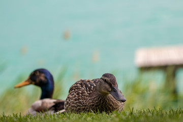 Enten am Wörthersee