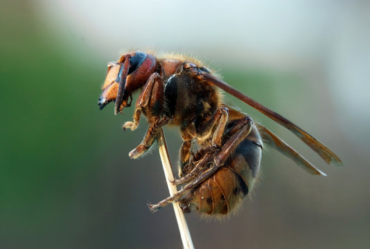 Adult hornet on a branch, close-up, closeup. Nature, insects, predators.