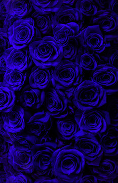 Fototapeta dark blue roses close-up.