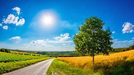 Landscape in summer with bright sun and golden cornfield © Günter Albers