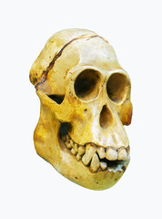 Skull of the primitive man.