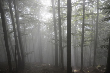 Naklejka premium Mystical Foggy Forest