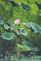 Fototapeta na wymiar pink lotus flower in lake