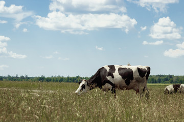 Spotted cow grazing on a beautiful green meadow against a blue sky. Livestock, farming.