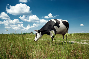 Spotted cow grazing on a beautiful green meadow against a blue sky. Livestock, farming.