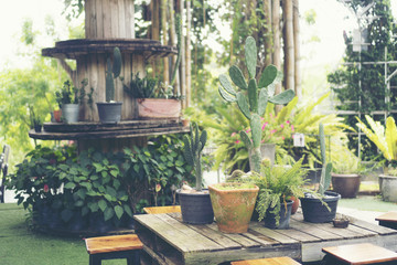 Collection of various cactus and succulent plants in different pots. Potted cactus house plants