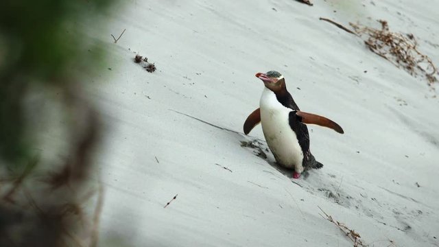 Rare Yellow-Eyed Penguin standing on sand dune looking around