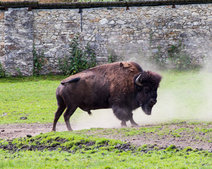 Bison in Rosegg